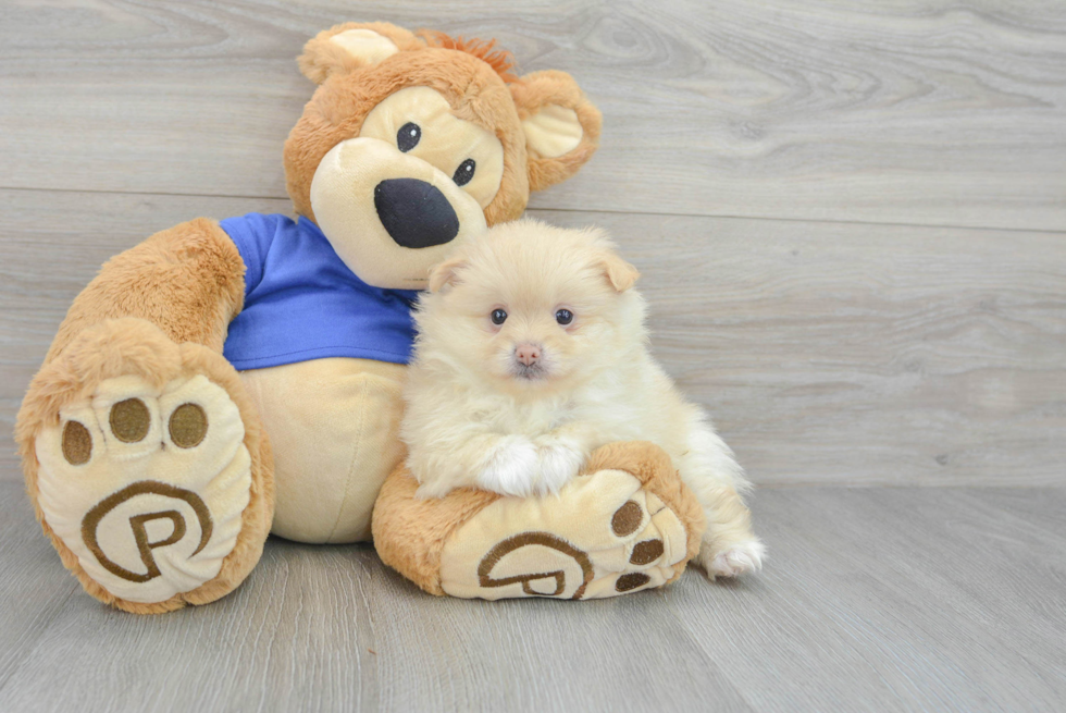 Pomeranian Pup Being Cute