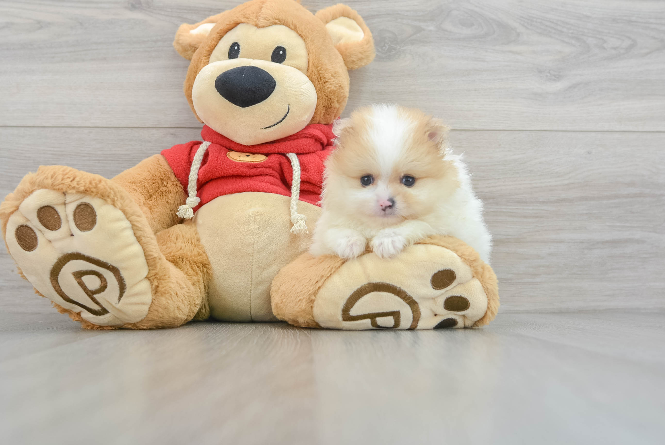 Akc Registered Pomeranian Purebred Pup