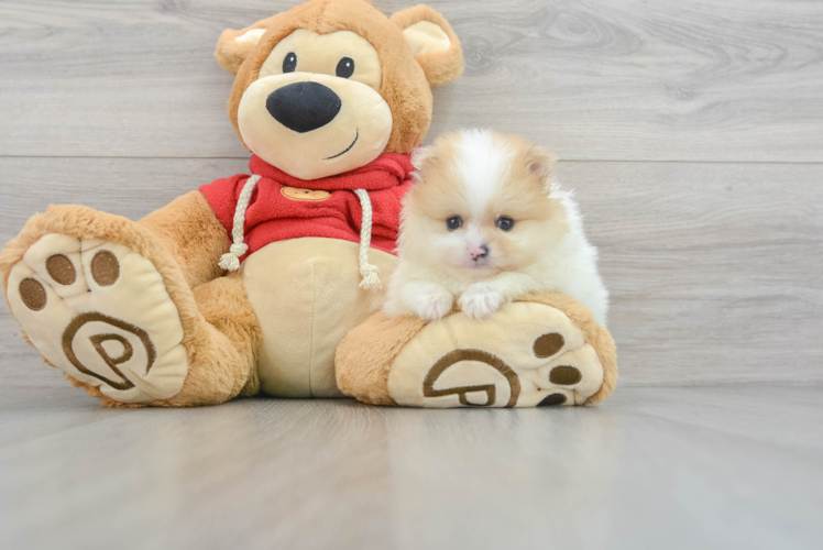Meet Hawaii - our Pomeranian Puppy Photo 1/3 - Puppy Love PR Akc Registered Pomeranian Purebred Pup
