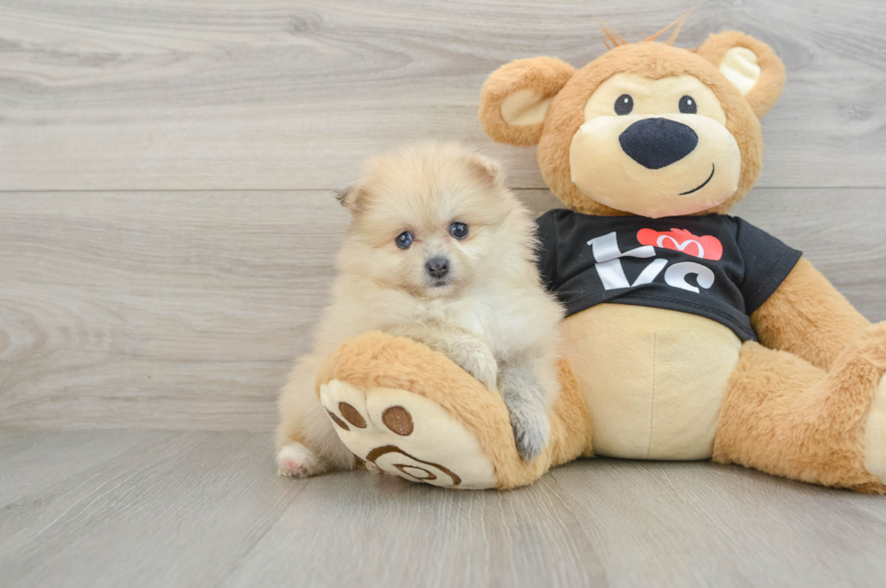 6 week old Pomeranian Puppy For Sale - Puppy Love PR