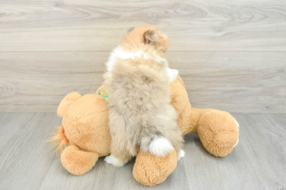 Best Pomeranian Baby