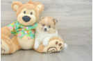 Friendly Pomeranian Baby