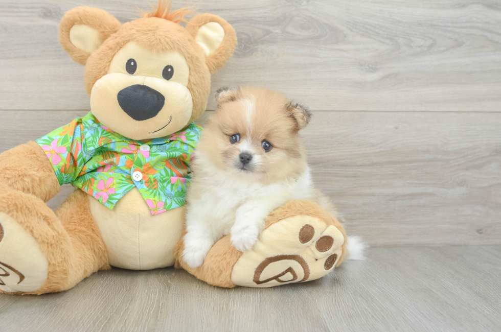5 week old Pomeranian Puppy For Sale - Puppy Love PR