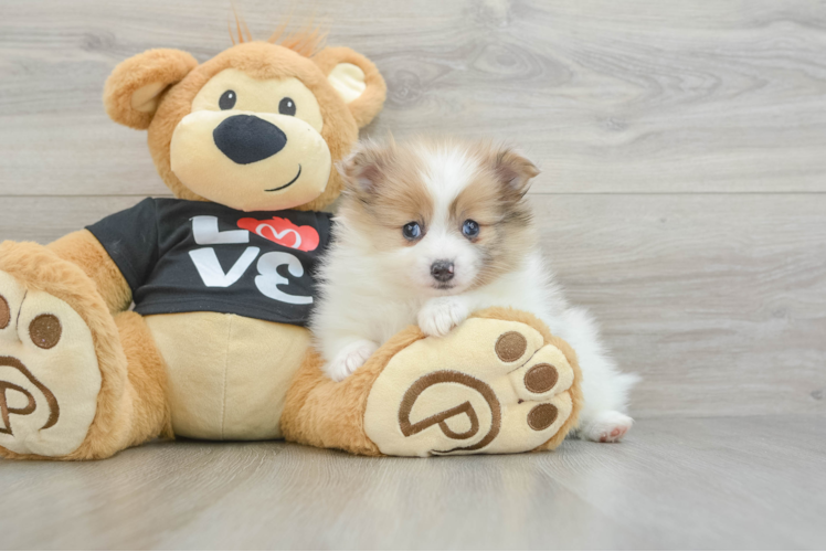 Meet Himalaya - our Pomeranian Puppy Photo 1/3 - Puppy Love PR Hypoallergenic Pomeranian Purebred Pup
