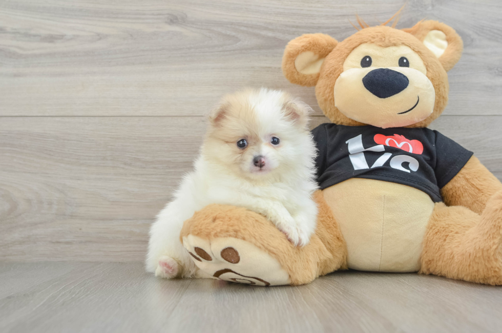 6 week old Pomeranian Puppy For Sale - Puppy Love PR
