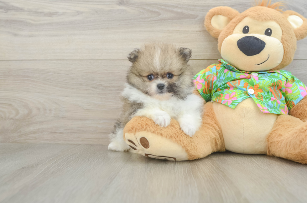 5 week old Pomeranian Puppy For Sale - Puppy Love PR