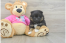 Akc Registered Pomeranian Purebred Pup