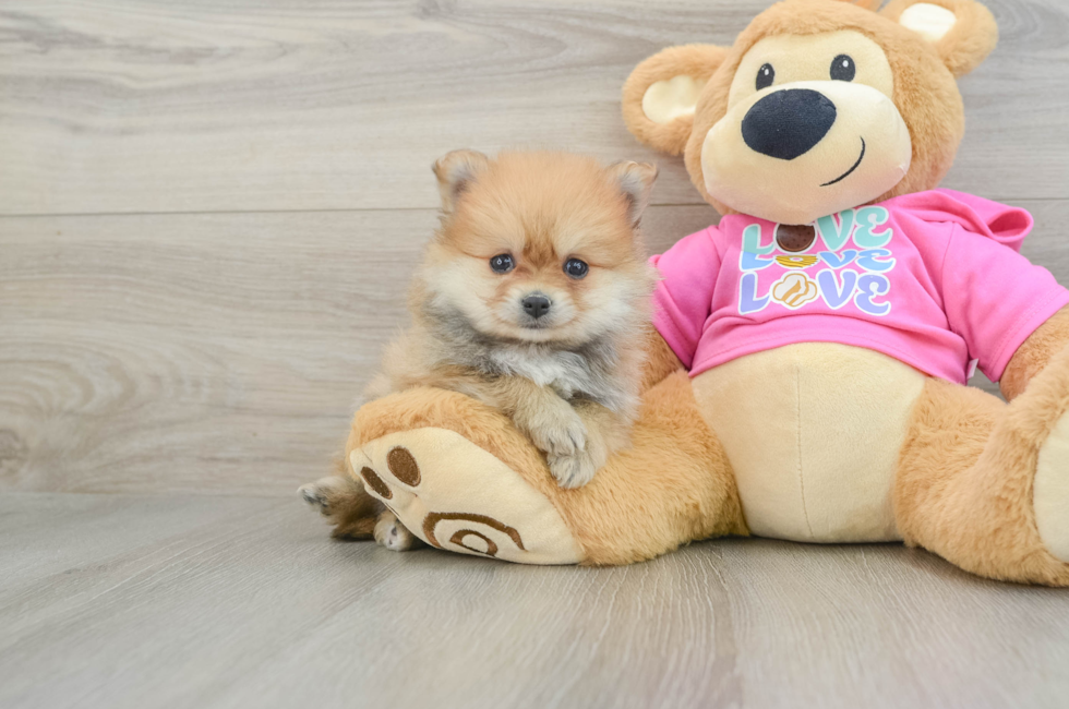 6 week old Pomeranian Puppy For Sale - Puppy Love PR