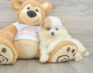 7 week old Pomeranian Puppy For Sale - Puppy Love PR