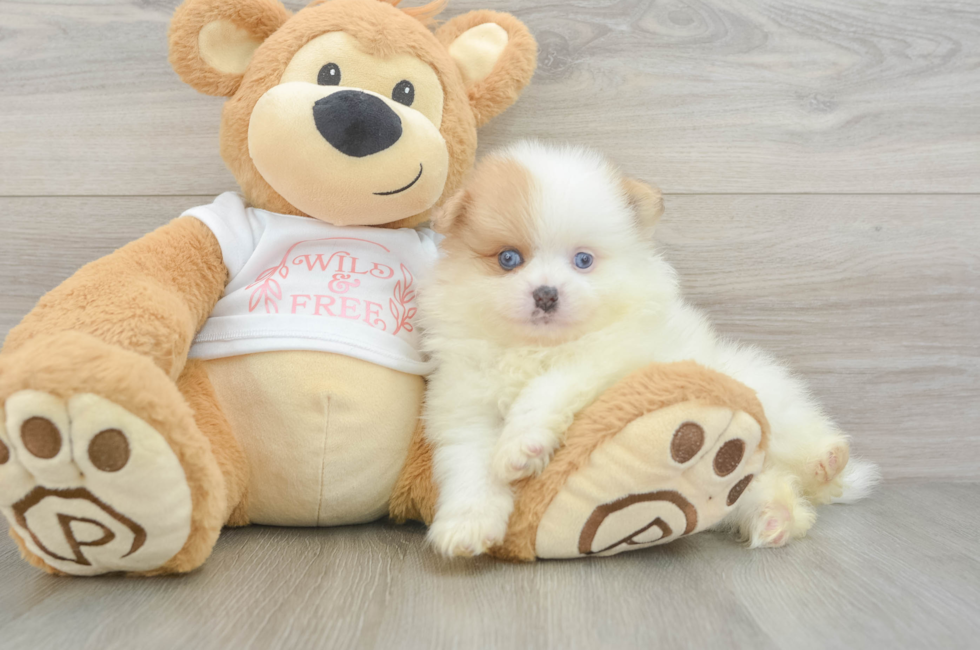 7 week old Pomeranian Puppy For Sale - Puppy Love PR
