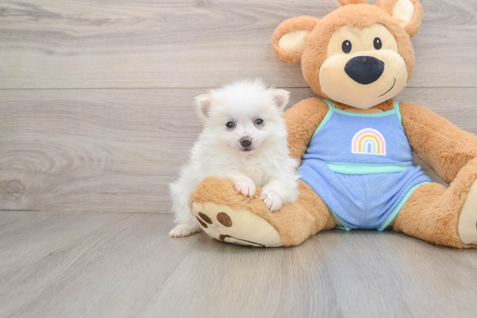 Pomeranian Puppy for Adoption