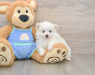 6 week old Pomeranian Puppy For Sale - Puppy Love PR