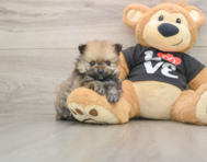 8 week old Pomeranian Puppy For Sale - Puppy Love PR