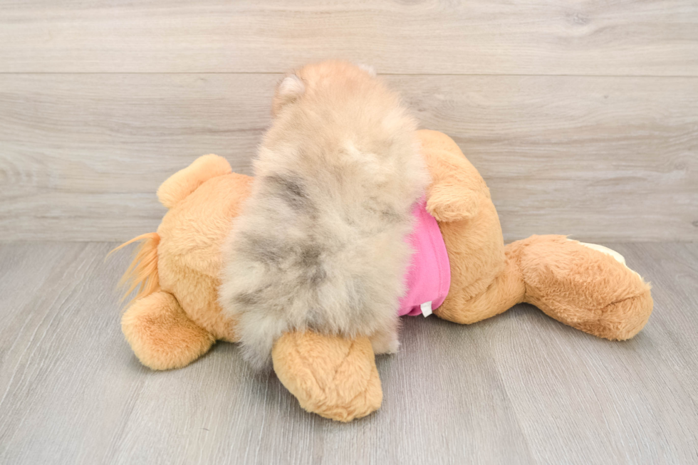 Pomeranian Puppy for Adoption