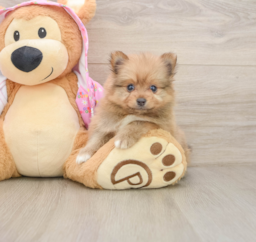 7 week old Pomeranian Puppy For Sale - Puppy Love PR