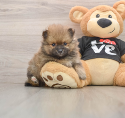 8 week old Pomeranian Puppy For Sale - Puppy Love PR