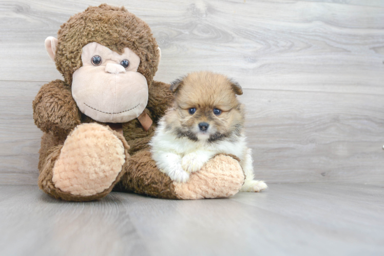 Cute Pomeranian Baby