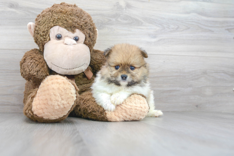 Cute Pomeranian Baby