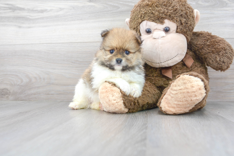 Cute Pomeranian Purebred Puppy