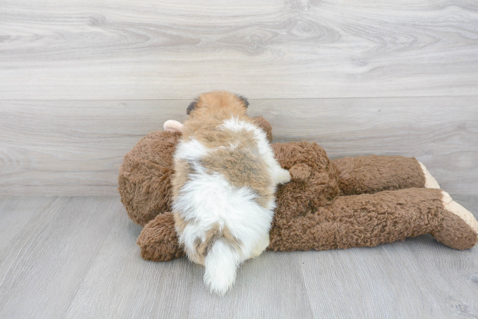 Pomeranian Pup Being Cute