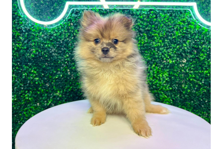 Cute Pom Purebred Puppy