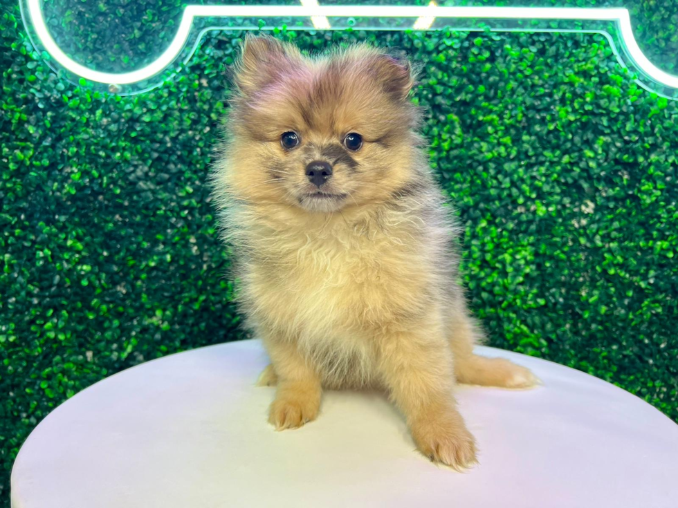 Cute Pom Purebred Puppy