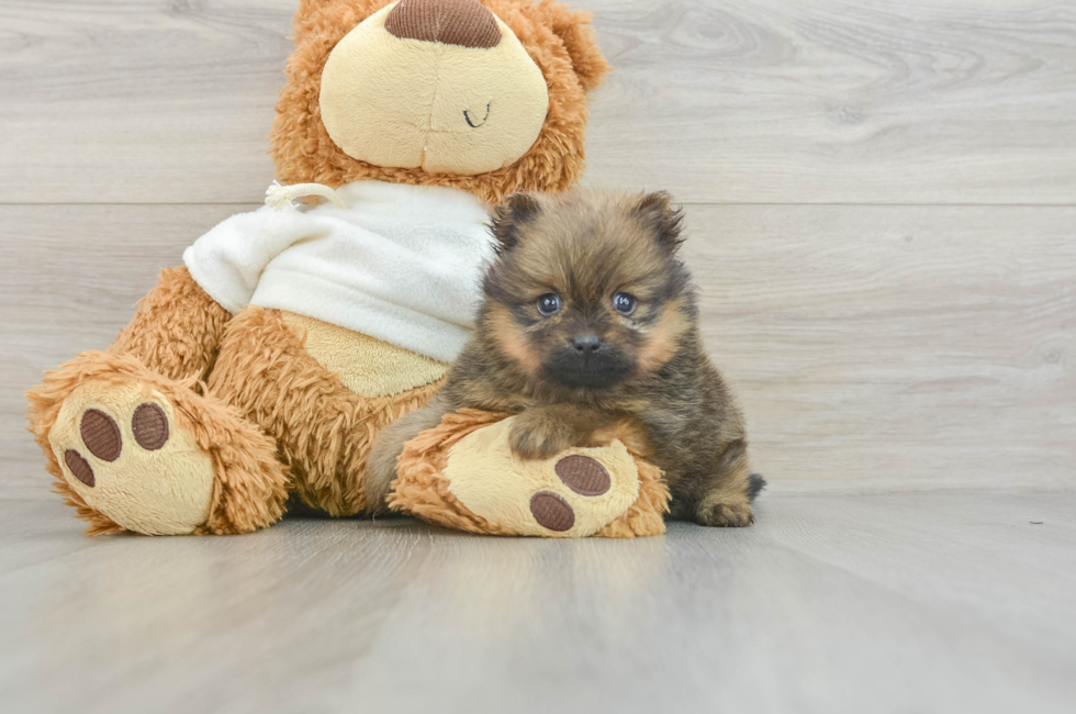 6 week old Pomeranian Puppy For Sale - Puppy Love PR