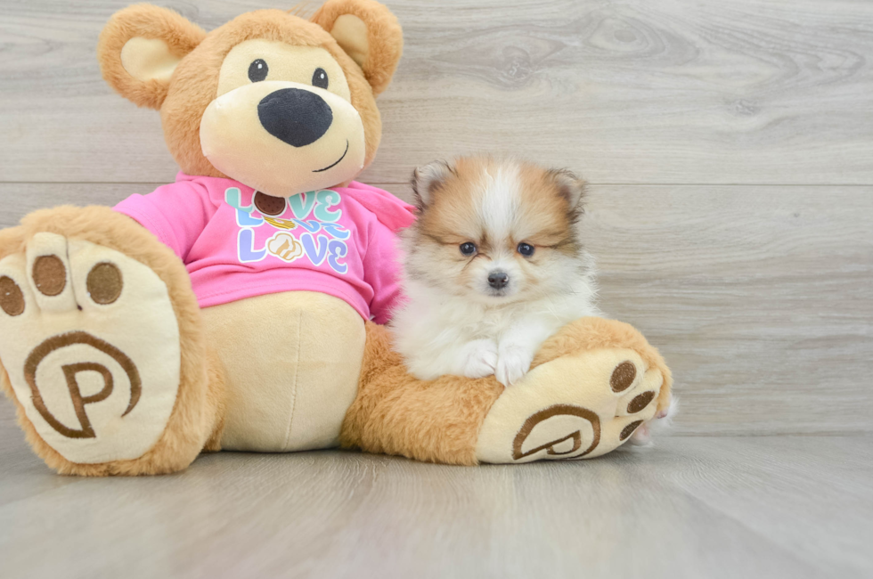 6 week old Pomeranian Puppy For Sale - Puppy Love PR