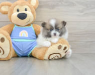 8 week old Pomeranian Puppy For Sale - Puppy Love PR