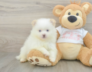 7 week old Pomeranian Puppy For Sale - Puppy Love PR