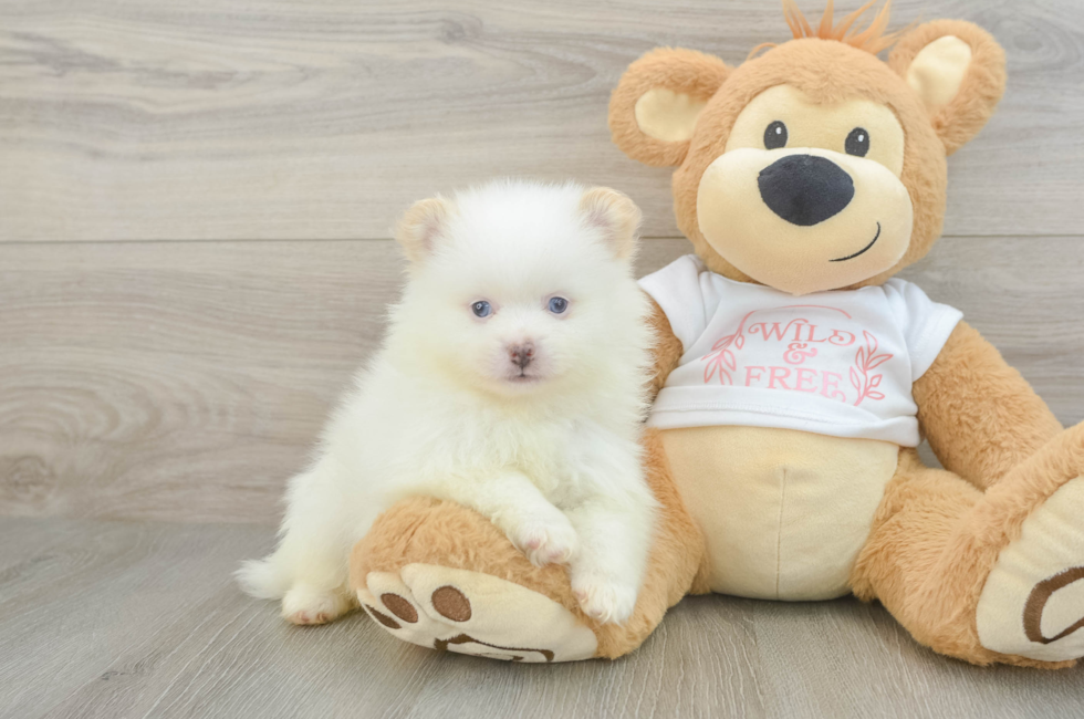 7 week old Pomeranian Puppy For Sale - Puppy Love PR