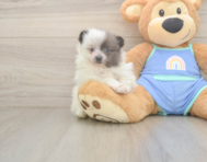 6 week old Pomeranian Puppy For Sale - Puppy Love PR