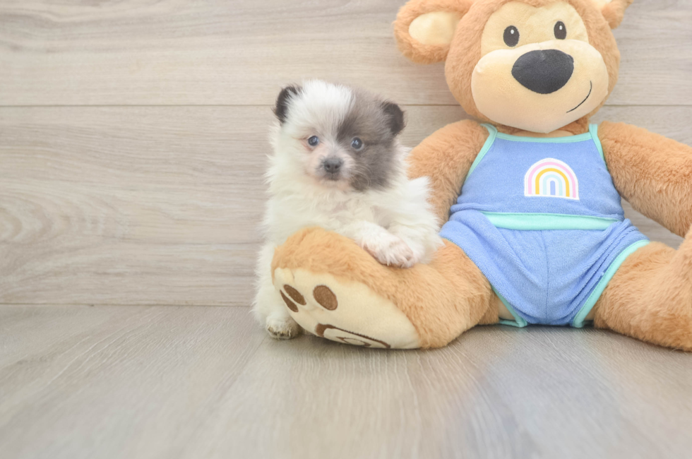 6 week old Pomeranian Puppy For Sale - Puppy Love PR