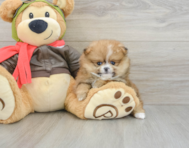 8 week old Pomeranian Puppy For Sale - Puppy Love PR