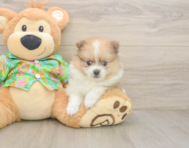 6 week old Pomeranian Puppy For Sale - Puppy Love PR