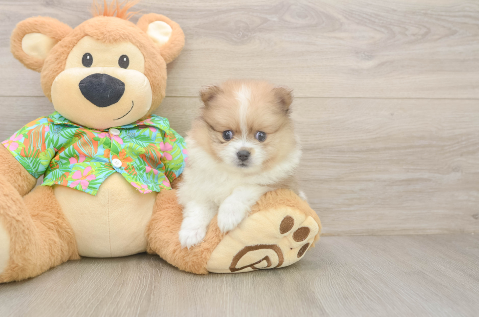 6 week old Pomeranian Puppy For Sale - Puppy Love PR