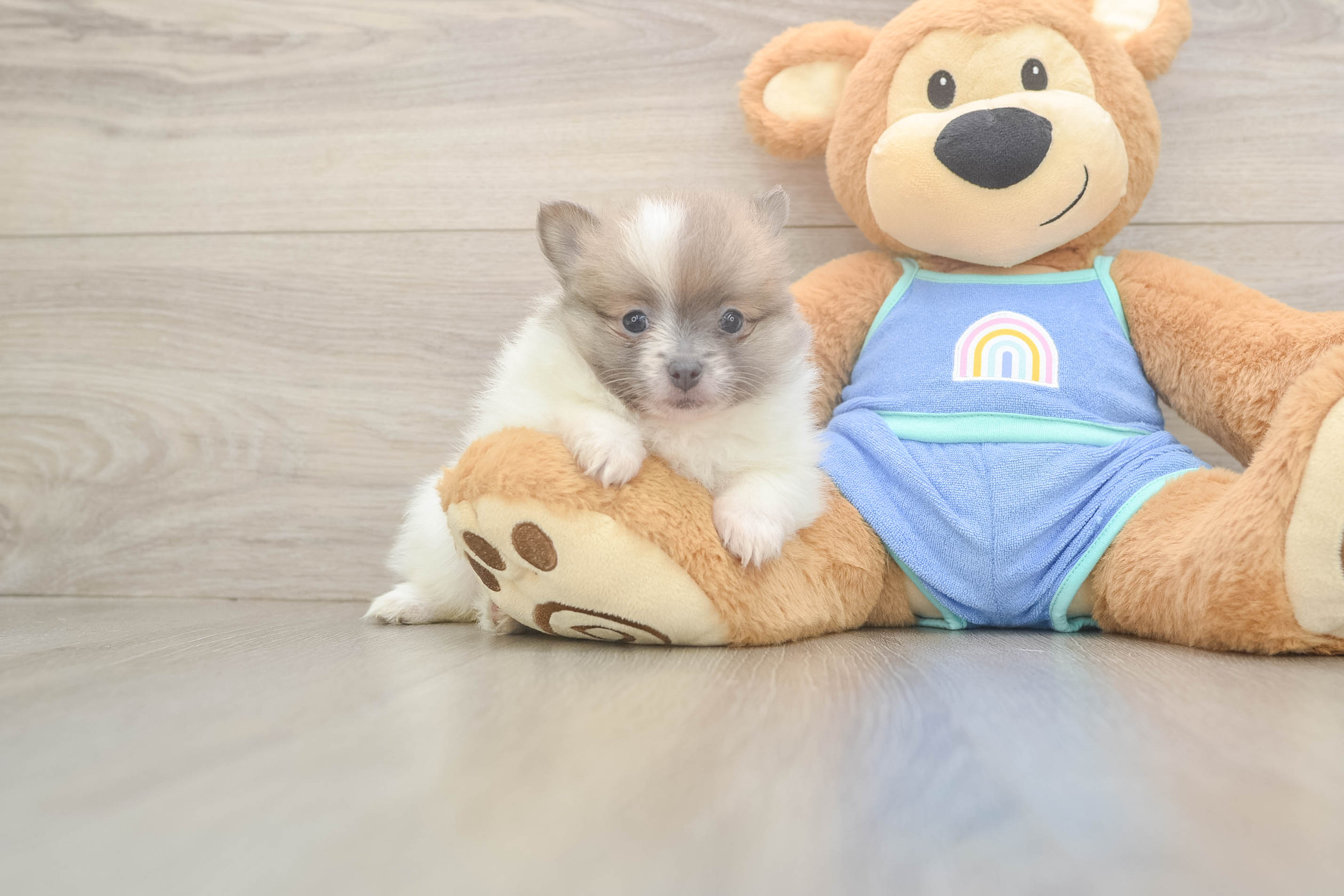 Adorable Pom Dog Purebred Puppy
