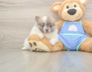 6 week old Pomeranian Puppy For Sale - Puppy Love PR