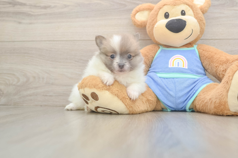 6 week old Pomeranian Puppy For Sale - Puppy Love PR