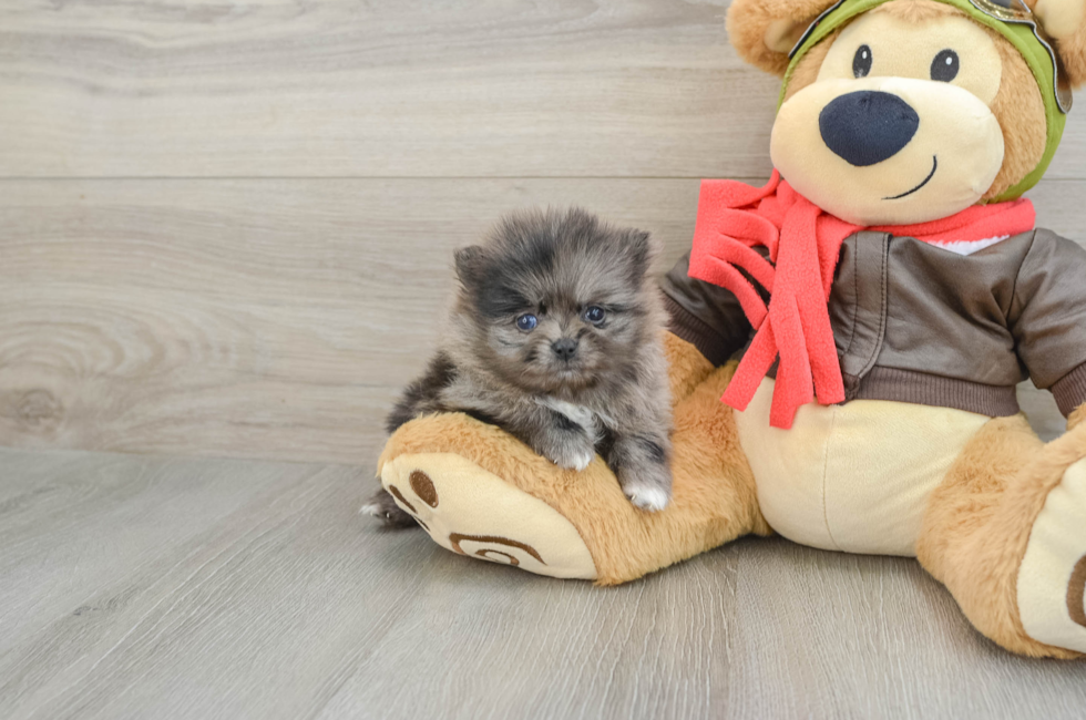 5 week old Pomeranian Puppy For Sale - Puppy Love PR