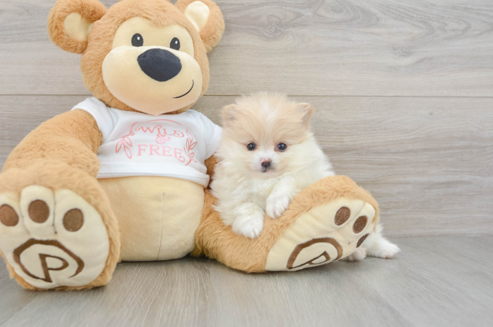 5 week old Pomeranian Puppy For Sale - Puppy Love PR