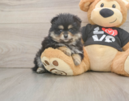 5 week old Pomeranian Puppy For Sale - Puppy Love PR