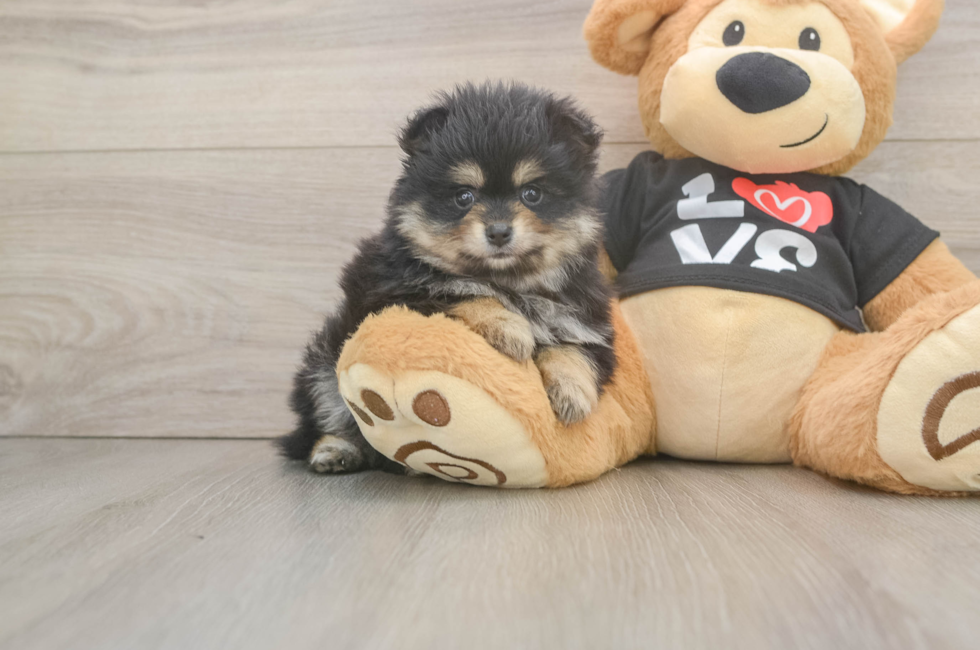5 week old Pomeranian Puppy For Sale - Puppy Love PR