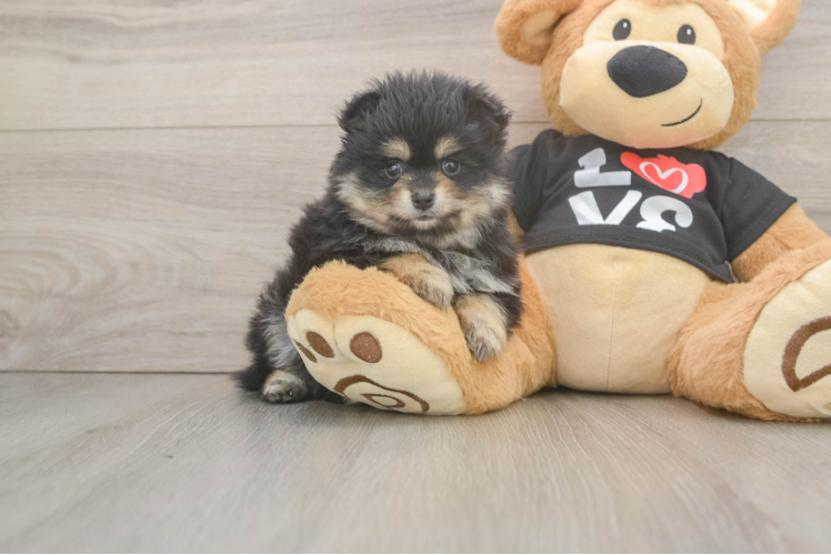 Meet Joanna - our Pomeranian Puppy Photo 1/3 - Puppy Love PR Akc Registered Pomeranian Purebred Pup