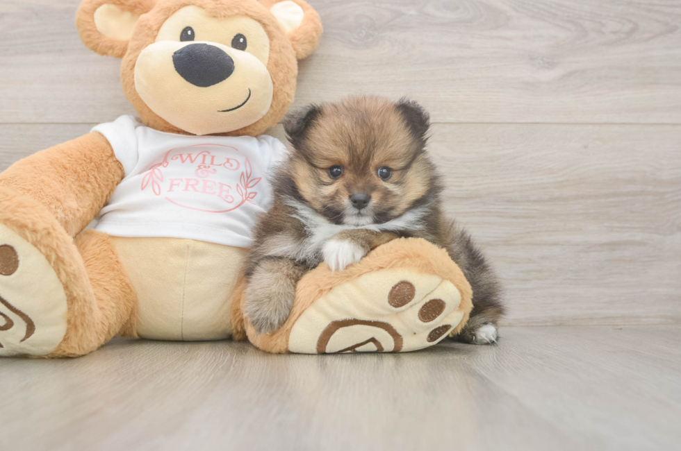 5 week old Pomeranian Puppy For Sale - Puppy Love PR