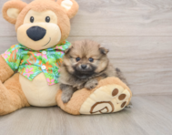 5 week old Pomeranian Puppy For Sale - Puppy Love PR