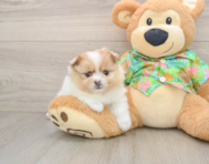 8 week old Pomeranian Puppy For Sale - Puppy Love PR
