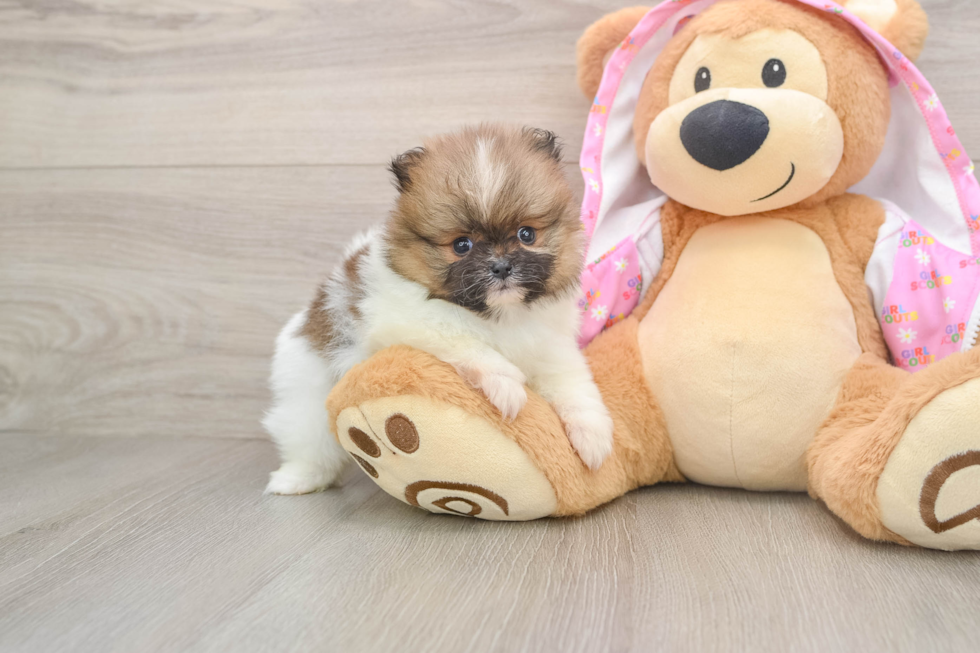 Petite Deutscher Spitz Purebred Puppy
