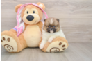 Popular Pomeranian Purebred Pup