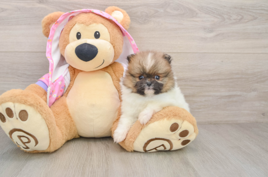 Popular Pomeranian Purebred Pup